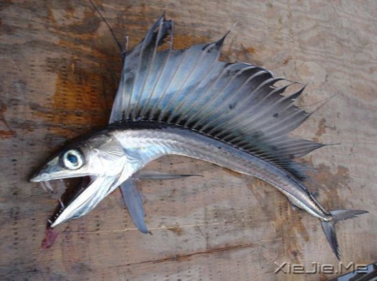 美国海滩现恐怖怪鱼 嘴长獠牙有吃人倾向2